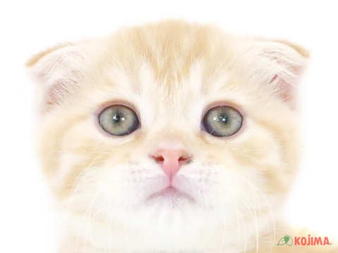 東京都のスコティッシュフォールド (コジマ国分寺店/2023年12月19日生まれ/男の子/レッドタビー)の子猫