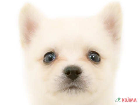 埼玉県のハーフ犬 (コジマモラージュ菖蒲店/2023年12月25日生まれ/女の子/ホワイト)の子犬