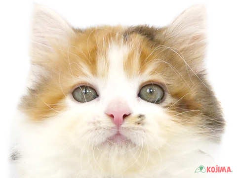 東京都のラガマフィン (コジマ木場店/2023年12月23日生まれ/女の子/ブラウンパッチドタビーホワイト)の子猫