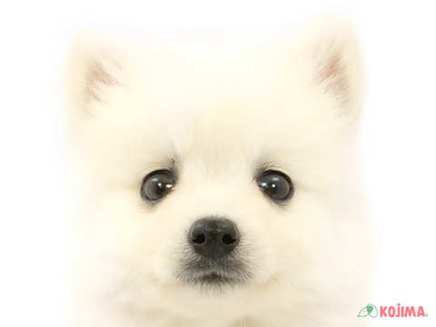 東京都の日本スピッツ (コジマアリオ北砂店/2023年12月22日生まれ/男の子/ホワイト(白))の子犬