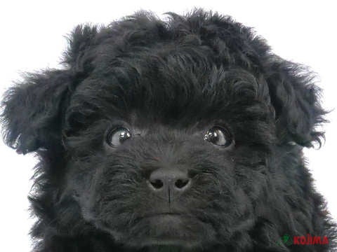 東京都のトイプードル(トイ) (コジマ国立店/2023年12月23日生まれ/男の子/ブラック)の子犬