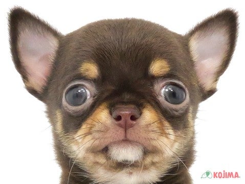 東京都のチワワ(スムース) (コジマGRAND亀戸店/2023年12月21日生まれ/女の子/チョコレートタンホワイト)の子犬