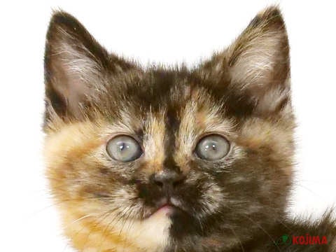 東京都のアメリカンショートヘアー (コジマ府中店/2023年12月22日生まれ/女の子/トーティーシェル)の子猫
