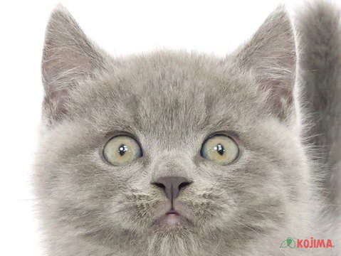 神奈川県のブリティッシュショートヘアー (コジマニトリモール相模原店/2023年12月30日生まれ/男の子/ブルー)の子猫