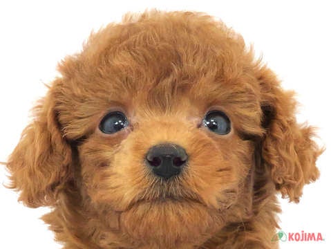 東京都のトイプードル (コジマアリオ北砂店/2023年12月30日生まれ/男の子/レッド(赤))の子犬