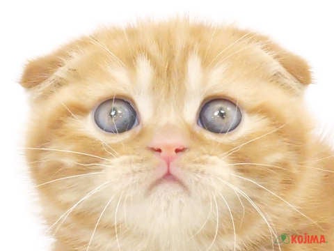 東京都のスコティッシュフォールド (コジマ目黒碑文谷店/2023年12月30日生まれ/女の子/レッドタビー)の子猫