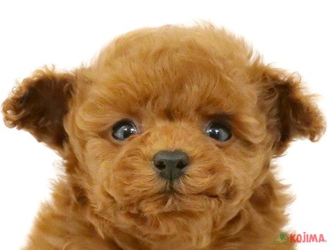 東京都のトイプードル(トイ) (コジマ六本木店/2024年1月1日生まれ/女の子/レッド)の子犬