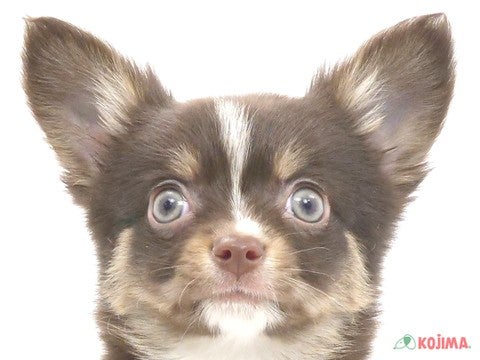 東京都のチワワ(ロング) (コジマ府中店/2023年12月29日生まれ/男の子/チョコレートタンホワイト)の子犬