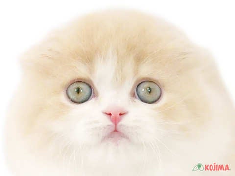 神奈川県のスコティッシュフォールド (コジマ横浜青葉店/2024年1月10日生まれ/女の子/クリームタビーホワイト)の子猫