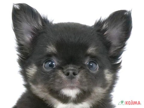 千葉県のチワワ(ロング) (コジマアリオ柏店/2024年1月8日生まれ/女の子/ブラックタンホワイト)の子犬