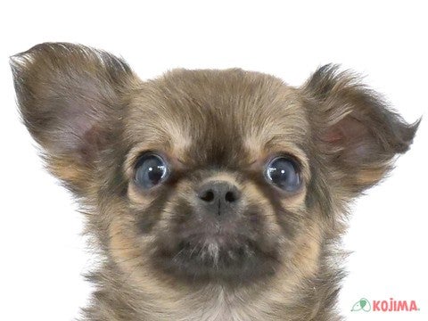 東京都のチワワ(ロング) (コジマ八王子店/2024年1月9日生まれ/男の子/フォーンセーブル)の子犬