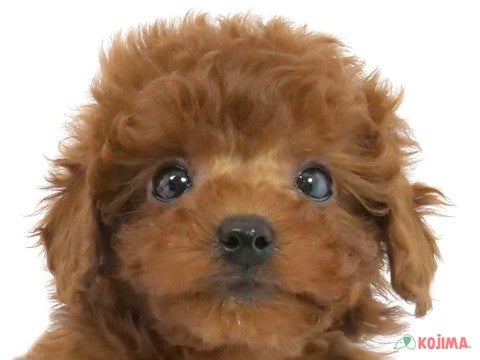 神奈川県のトイプードル(トイ) (コジマベイタウン横浜本牧店/2024年1月6日生まれ/男の子/レッド)の子犬