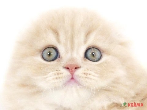 東京都のスコティッシュフォールド (コジマGRAND亀戸店/2024年1月13日生まれ/男の子/クリームタビー)の子猫