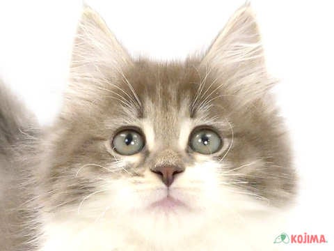 千葉県のノルウェージャンフォレストキャット (コジマアリオ蘇我店/2024年1月14日生まれ/女の子/ブルータビーホワイト)の子猫