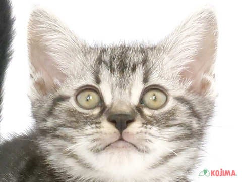 千葉県のアメリカンショートヘアー (コジマアリオ蘇我店/2024年1月13日生まれ/男の子/シルバータビー)の子猫