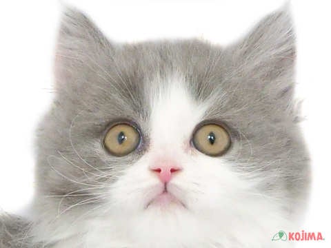 埼玉県のブリティッシュロングヘアー (コジマ大宮店/2024年1月16日生まれ/女の子/ブルーホワイト)の子猫
