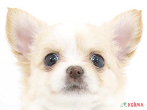 千葉県のチワワ(ロング) (コジマ四街道店/2024年1月18日生まれ/女の子/クリームホワイト)の子犬