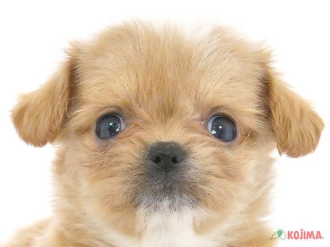 東京都のチワプー/プーチー(チワワ×プードル) (コジマ六本木店/2024年1月15日生まれ/女の子/アプリコット)の子犬