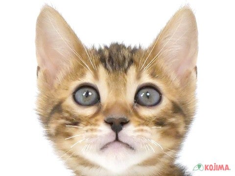 埼玉県のベンガル (コジマモラージュ菖蒲店/2024年1月20日生まれ/女の子/ブラウンスポットタビー)の子猫
