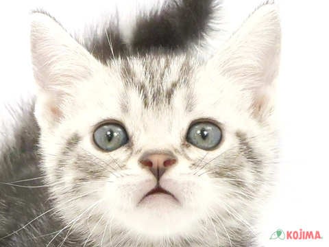 埼玉県のアメリカンショートヘアー (コジマアリオ深谷店/2024年1月21日生まれ/男の子/シルバータビー)の子猫