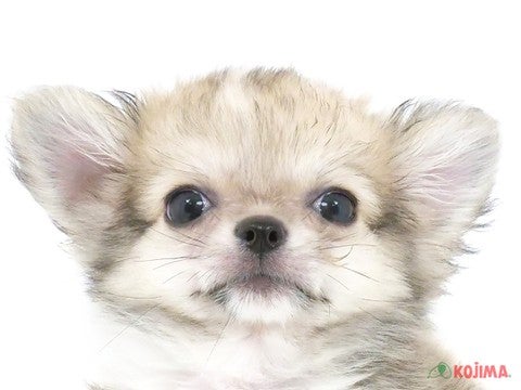埼玉県のチワワ(ロング) (コジマ戸田公園店/2023年12月30日生まれ/男の子/フォーンホワイト)の子犬