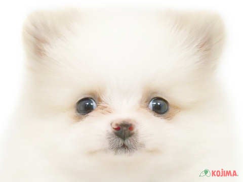 千葉県のポメラニアン (コジマ四街道店/2024年1月22日生まれ/男の子/クリーム)の子犬