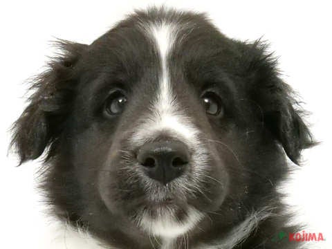 東京都のシェットランドシープドッグ (コジマ府中店/2024年1月21日生まれ/男の子/ブラックホワイト)の子犬
