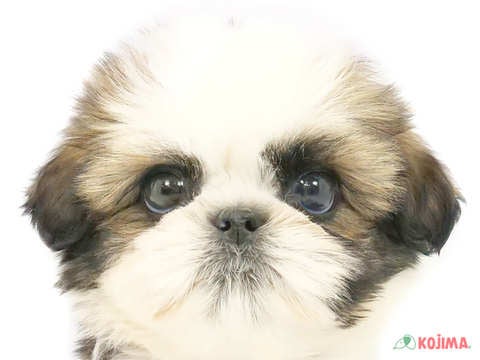 東京都のシーズー (コジマ木場店/2024年1月20日生まれ/男の子/ホワイトゴールド)の子犬
