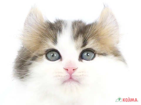 千葉県のキンカロー (コジマアリオ柏店/2024年1月22日生まれ/男の子/ブラウンタビーホワイト)の子猫