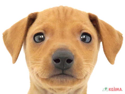 東京都のミニチュアピンシャー (コジマソコラ用賀店/2024年1月23日生まれ/男の子/レッド)の子犬