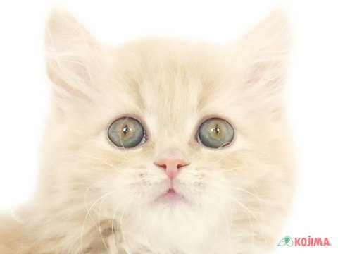 東京都のラガマフィン (コジマ町田店/2024年1月19日生まれ/女の子/クリームタビー)の子猫