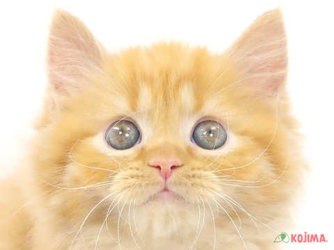 千葉県のエキゾチックロングヘアー (コジマアリオ市原店/2024年1月20日生まれ/男の子/レッドタビー)の子猫