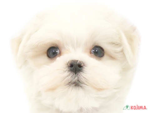 東京都のマルチーズ (コジマ阿佐ヶ谷店/2024年1月23日生まれ/男の子/ホワイト)の子犬