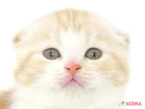 東京都のスコティッシュフォールド (コジマ田端店/2024年1月27日生まれ/男の子/レッドタビーホワイト)の子猫