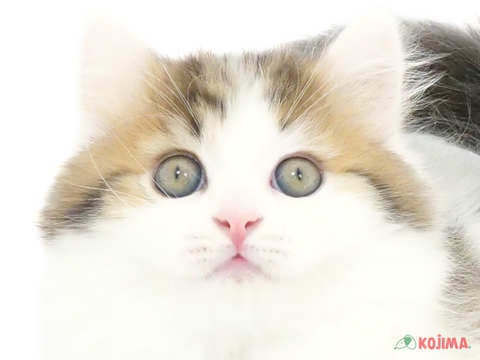 東京都のマンチカン (コジマGRAND亀戸店/2024年1月27日生まれ/男の子/ブラウンタビーホワイト)の子猫