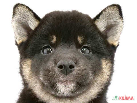 京都府の柴犬(標準サイズ) (コジマ京都店/2024年1月28日生まれ/女の子/黒)の子犬