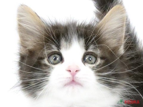 東京都のノルウェージャンフォレストキャット (コジマ練馬店/2024年1月29日生まれ/男の子/ブラウンタビーホワイト)の子猫