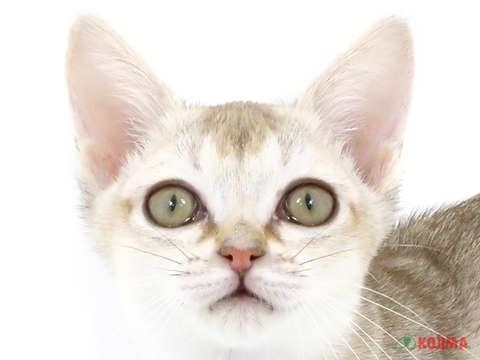 神奈川県のシンガプーラ (コジマ横浜青葉店/2023年12月31日生まれ/女の子/セピアアグーティ)の子猫