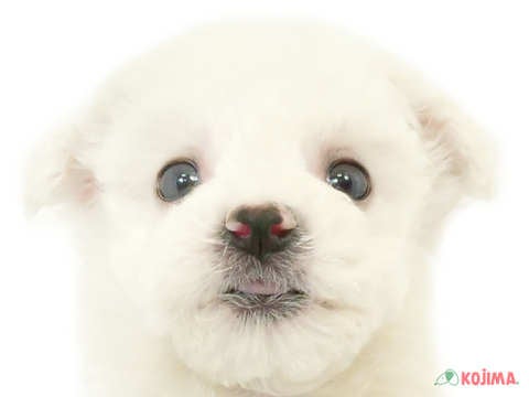 東京都のビションフリーゼ (コジマソコラ用賀店/2024年1月30日生まれ/女の子/ホワイト)の子犬