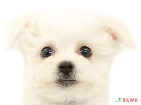 千葉県のボロニーズ (コジマアリオ柏店/2024年1月27日生まれ/男の子/ホワイト)の子犬