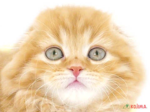 東京都のスコティッシュフォールド (コジマアリオ北砂店/2024年1月31日生まれ/男の子/レッドタビー)の子猫