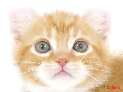 東京都のアメリカンカール (コジマソコラ用賀店/2024年1月31日生まれ/男の子/レッドタビーホワイト)の子猫
