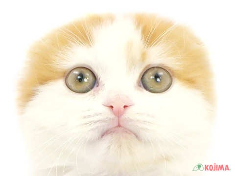 東京都のスコティッシュフォールド (コジマ練馬店/2024年1月12日生まれ/男の子/レッドタビーホワイトバン)の子猫