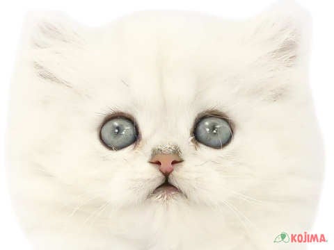 東京都のペルシャ (コジマアリオ西新井店/2024年2月3日生まれ/女の子/チンチラシルバー)の子猫