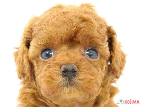 東京都のトイプードル(トイ) (コジマ六本木店/2024年2月3日生まれ/男の子/レッド)の子犬