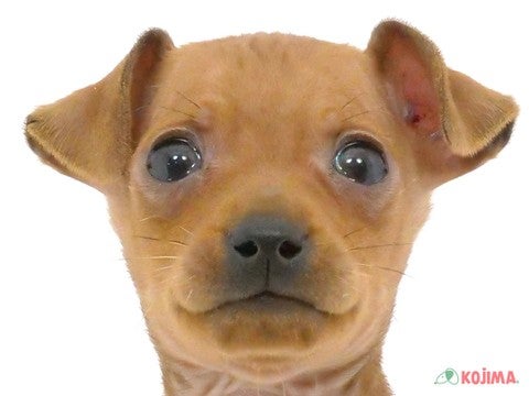埼玉県のミニチュアピンシャー (コジマ浦和店/2024年2月1日生まれ/女の子/レッド)の子犬