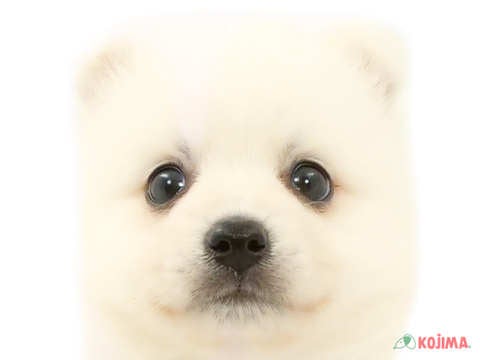 埼玉県の日本スピッツ (コジマ浦和店/2024年2月3日生まれ/男の子/ホワイト)の子犬