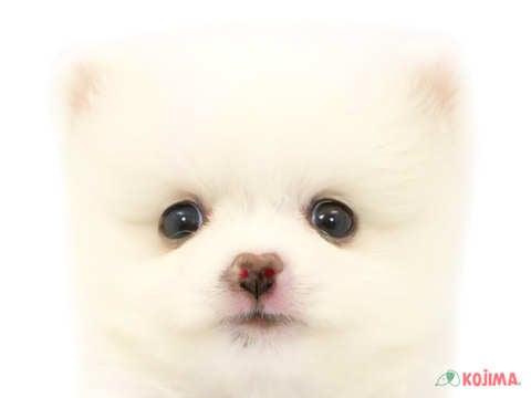 千葉県のポメラニアン (コジマアリオ蘇我店/2024年2月4日生まれ/女の子/ホワイト)の子犬