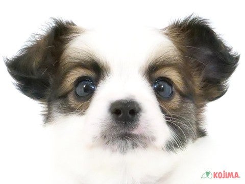 神奈川県のパピヨン (コジマ横浜青葉店/2024年2月3日生まれ/男の子/ホワイトブラウン)の子犬