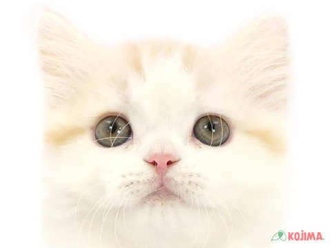 千葉県のスコティッシュストレート (コジマアリオ柏店/2024年2月1日生まれ/女の子/カメオタビーホワイト)の子猫